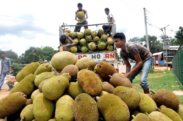 The Weekend Leader - Jackfruit in Kerala: A fruit, a vegetable and everything in between 