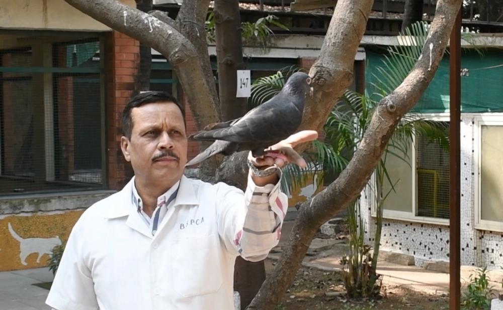 The Weekend Leader - Alleged 'Chinese Spy' Pigeon Released After Eight Months in Mumbai