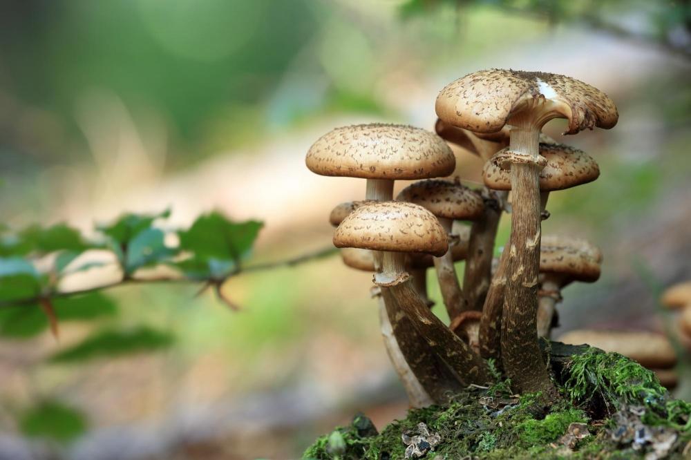 The Weekend Leader - Eating more mushrooms may be good for your gut health