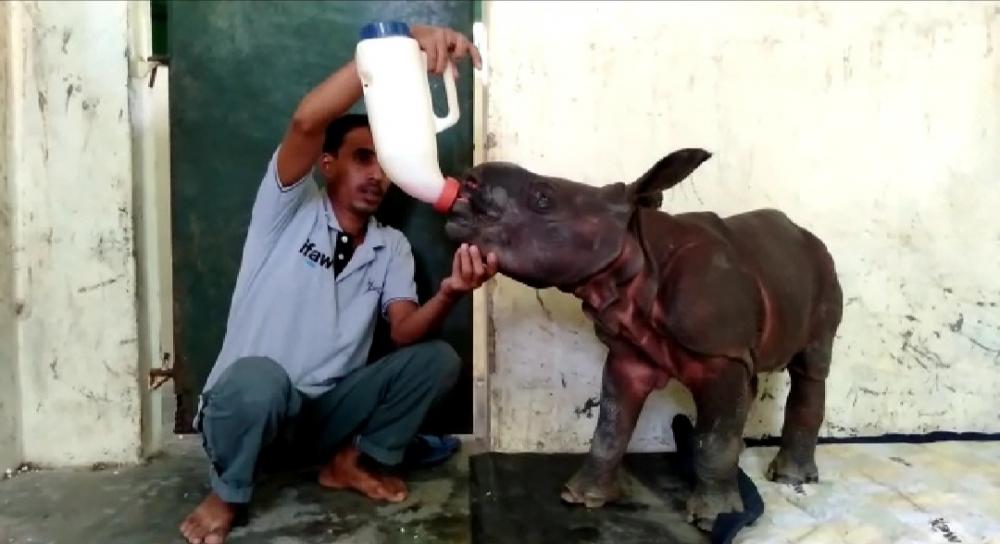 The Weekend Leader - Endangered 10-day old rhino calf rescued in flood-hit Assam's Kaziranga Park