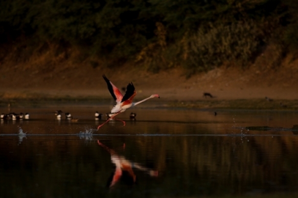 The Weekend Leader - Greater flamingoes spotted for the first time at Himachal’s Pong Dam wetlands | Nature | Pong Dam (Himachal Pradesh)