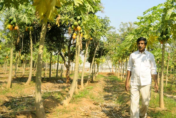 The Weekend Leader - Gudivada Nagaratnam Naidu's agriculture success story