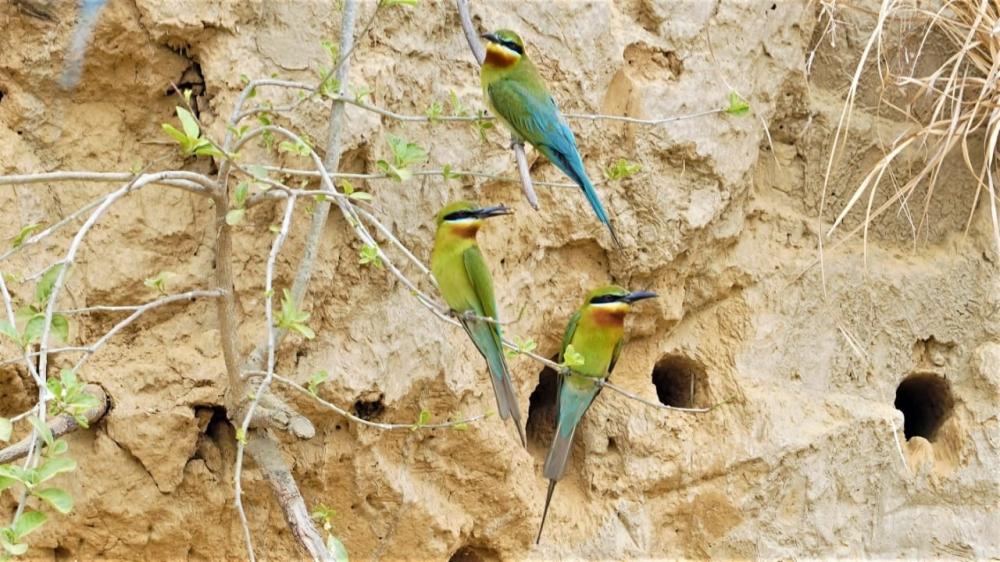 The Weekend Leader - This Haiderpur wetland guide has spread his wings