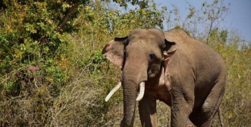 The Weekend Leader - 301 elephants, 1,401 humans died in human-elephant conflict in last 3 years