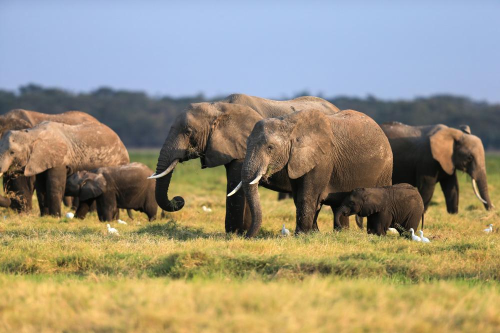 The Weekend Leader - Over 200 poachers arrested in Tanzania's largest national park