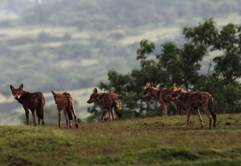 The Weekend Leader - EnviroCare Welfare Society is in the forefront of the campaign to save Indian wolves | Nature | Mumbai