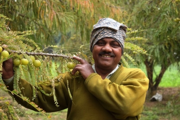 with amla cultivation, he is making money grow on trees