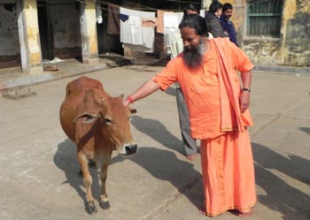 The Weekend Leader - A monk who cares for local varieties of cows and prefers their milk | Culture | Puri (Odisha)