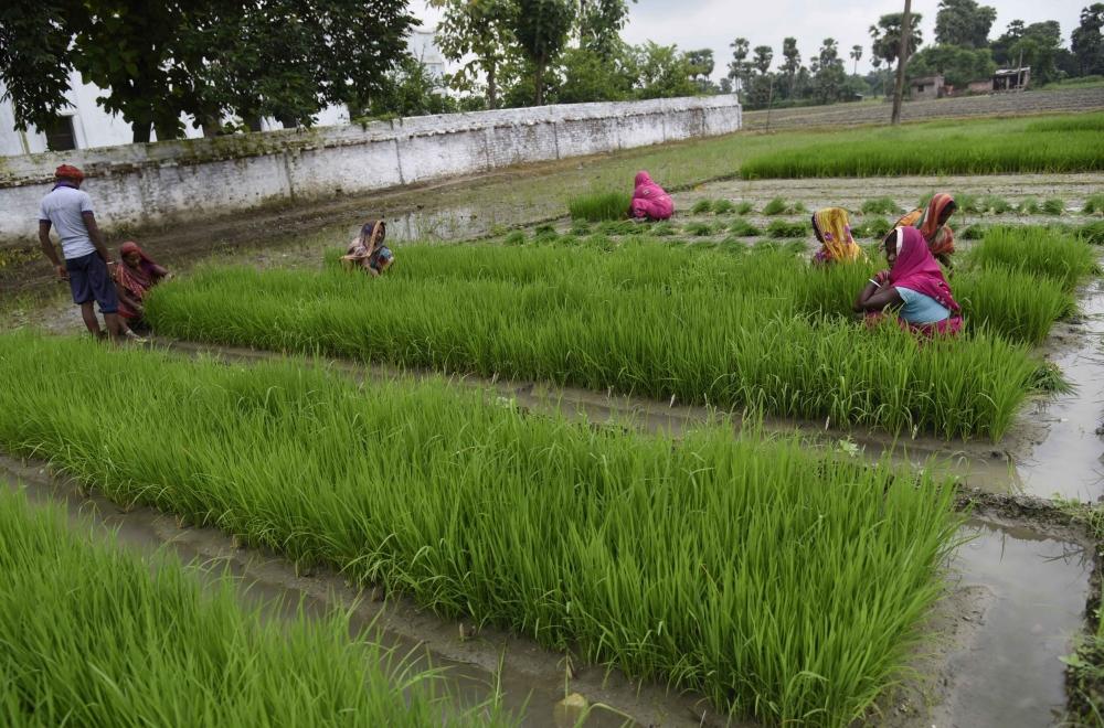 The Weekend Leader - 20,000 acres of paddy damaged in rains in TN's delta districts
