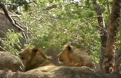 Now, graded zoos
