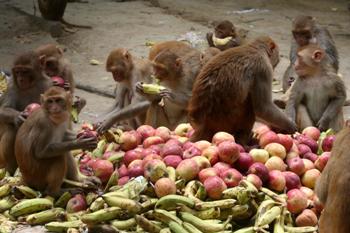 The Weekend Leader - To sterilize 94,334 monkeys, Rs 3.33 crore was paid to 336 people since 2007 | Causes | Shimla