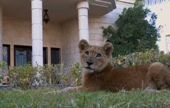 The Weekend Leader - Wild animals like lions, tigers and cheetahs as pets in UAE, Dubai