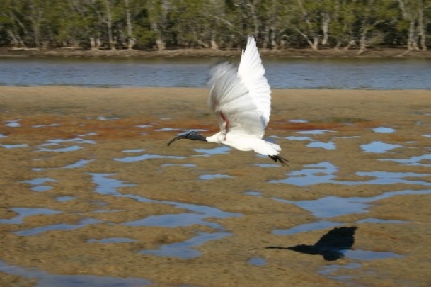 The Weekend Leader - “Bird populations are threatened as never before