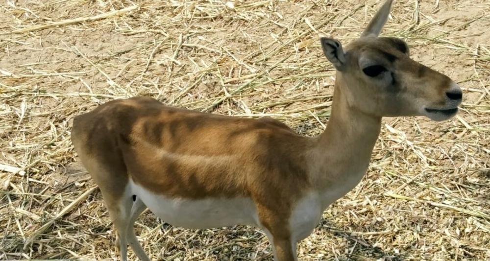 The Weekend Leader - Living inside a wildlife sanctuary, this community marries conservation and co-existence The Weekend Leader - Living inside a wildlife sanctuary, this community marries conservation and co-existence