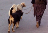 Dog's life