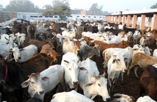 The Weekend Leader - Young entrepreneurs find market for cowdung cakes on Amazon | Innovation | Jaipur