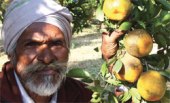 The Weekend Leader - Nagpur Oranges Cultivation | Organic Cultivation