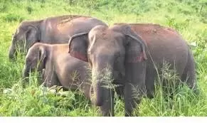 SC seeks Centre's reply on plea for steps to prevent elephant deaths from electrocution