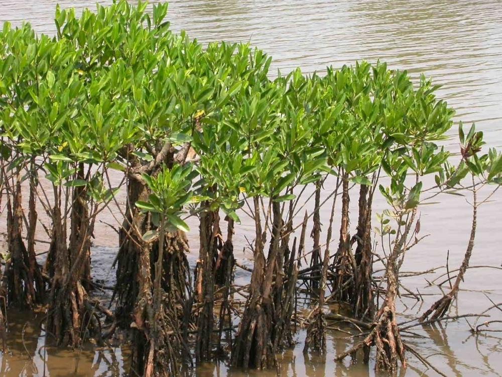 The Weekend Leader - Mangroves can act as bio-shield in Kerala, as storm surge likely to increase