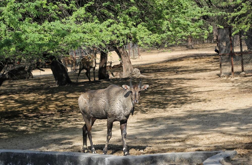 The Weekend Leader - Assam gets sixth national park, another to come up