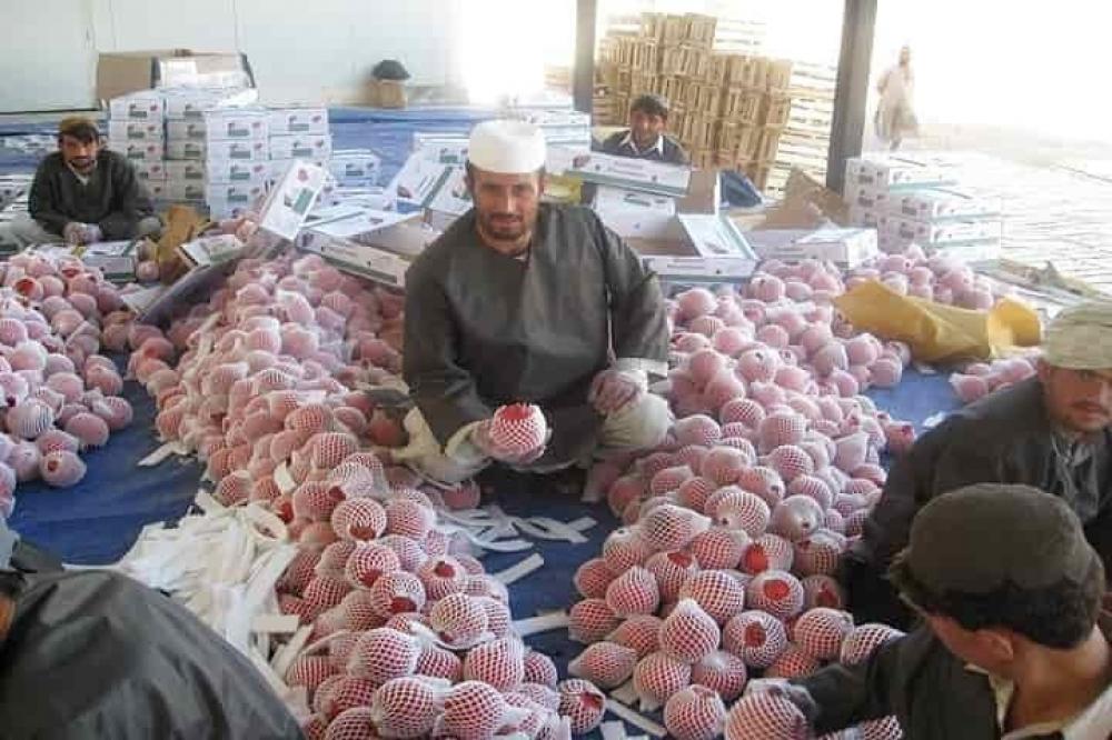 The Weekend Leader - Afghan poppy trade zooms despite stranded fruit exports