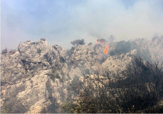 The Weekend Leader - Veterinarians help injured animals in Turkey's fire zones