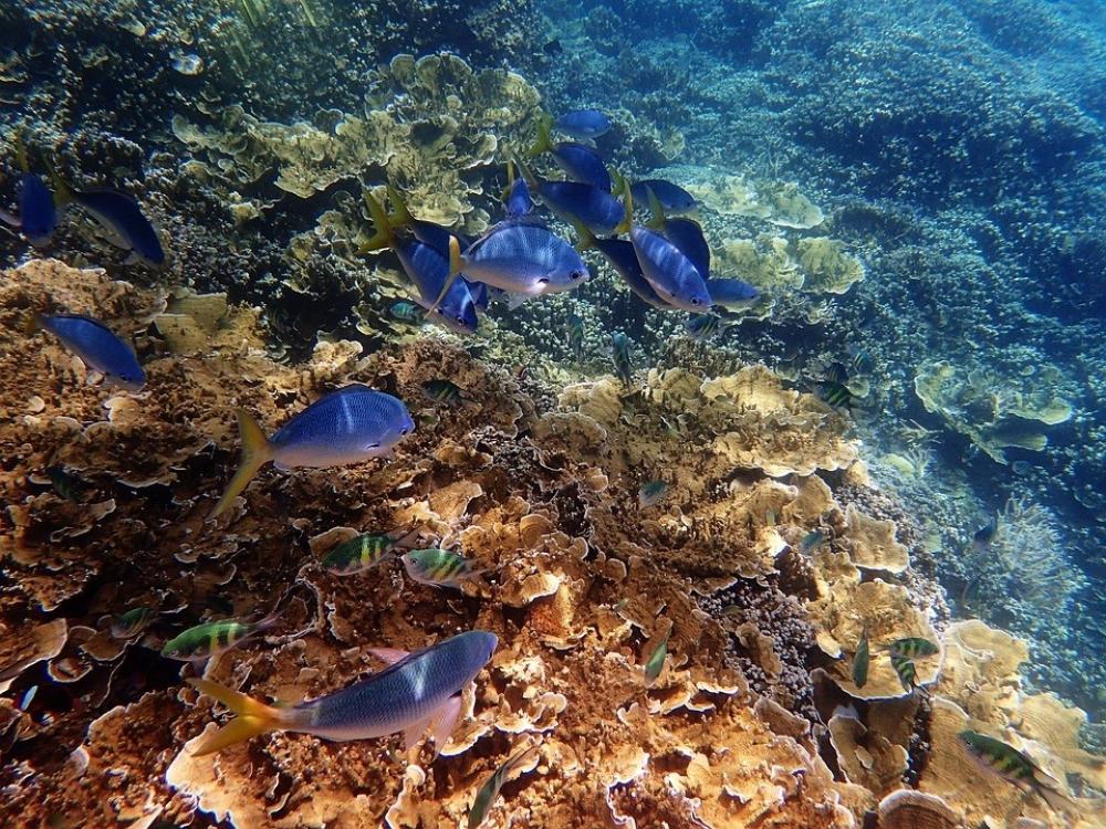 The Weekend Leader - 14% of world's coral lost since 2009: Report