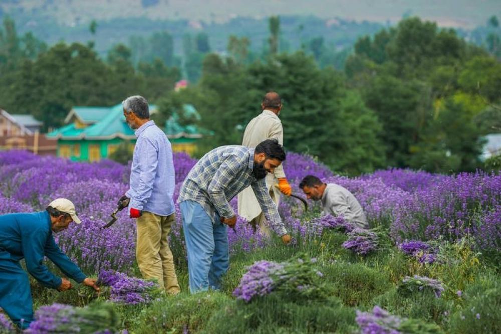 The Weekend Leader - This Tiny J&K Town Is Quietly Producing Crorepati Entrepreneurs Through Lavender Farming