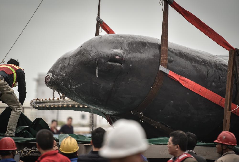 The Weekend Leader - 3 of 12 stranded whales die in China's Zhejiang