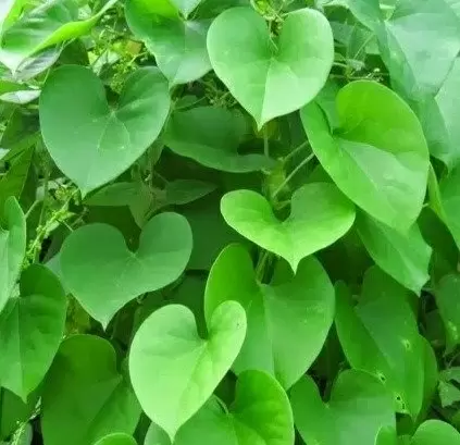 IISER Bhopal genome sequencing immune boosting herb giloy