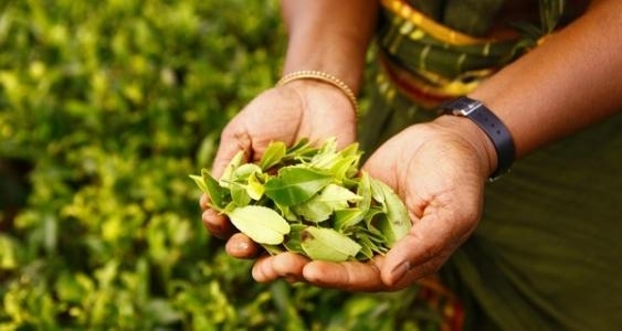 The Weekend Leader - SL tea exports to earn $1.3 bn in 2021