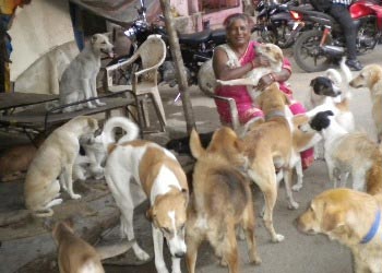 The Weekend Leader - Over 400 stray dogs get a home, good food and care at a ragpicker’s shanty in South Delhi | Causes | New Delhi