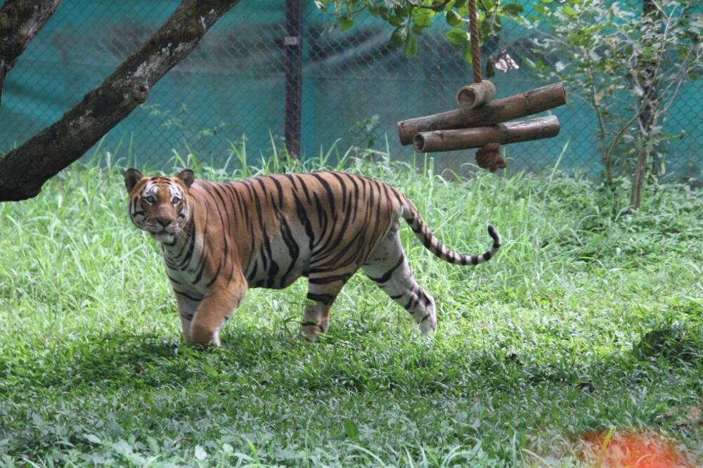 The Weekend Leader - No clues about 'killer' tiger in TN, search on