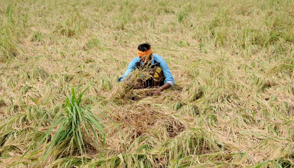 The Weekend Leader - Steps taken for reduction in paddy straw generation yielding positive results