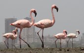 Safety for flamingos