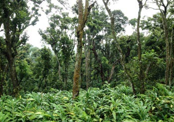 The Weekend Leader - Cardamom Hills | Cardamom Plantations | Kumily, Kerala 