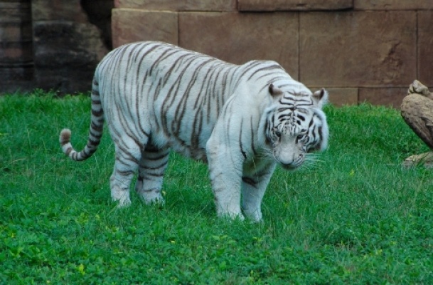 A Tamil tiger in Udaipur