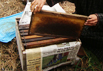A honey story