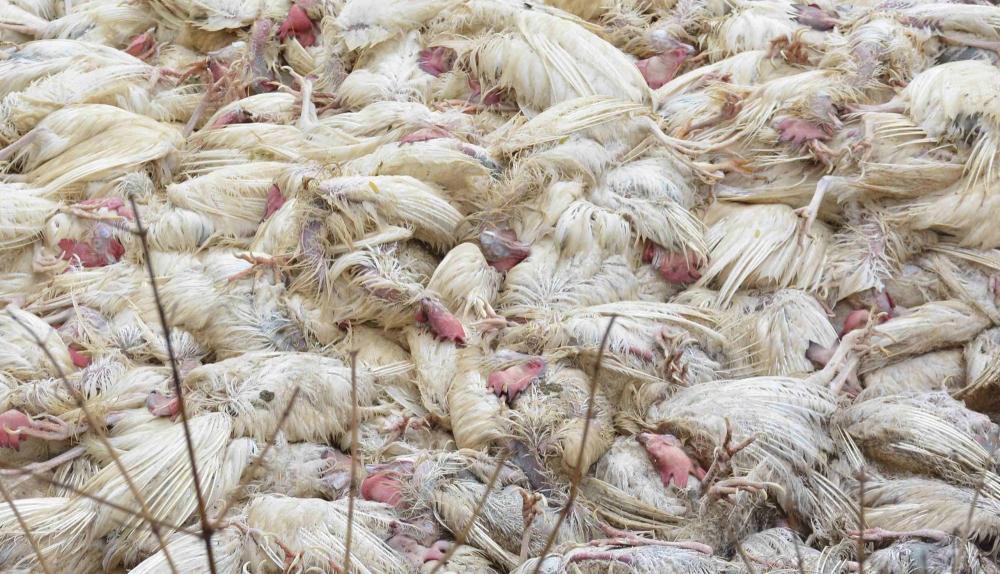The Weekend Leader - Bird flu confirmed in 7 states, test reports from elsewhere awaited