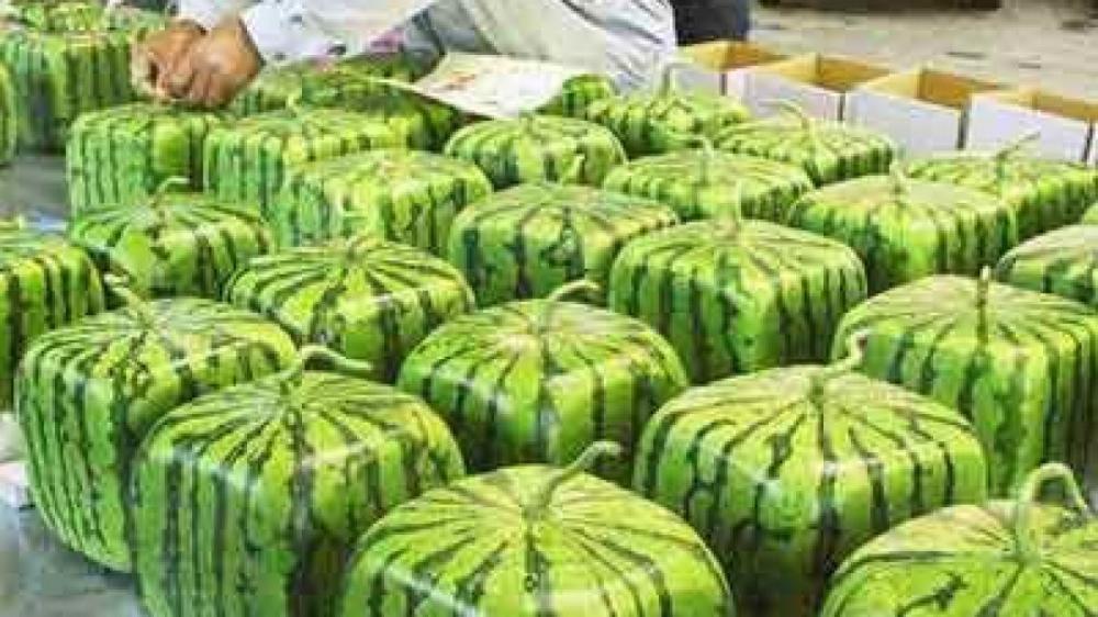 The Weekend Leader - Now Get Square-Shaped, High-Sugar 'Saraswati' Water Melons This Summer