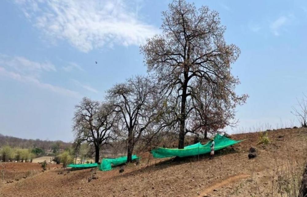 The Weekend Leader - High quality mahua flowers unlock a new income model in villages of MP's Betul