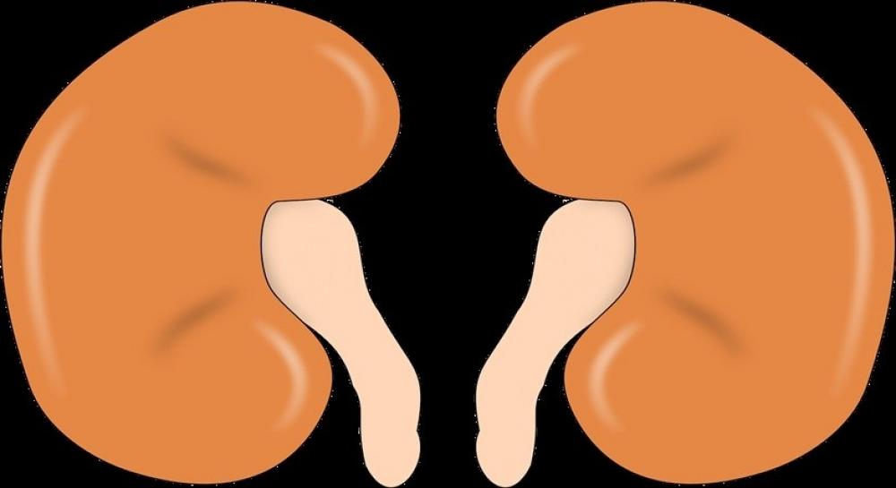 The Weekend Leader - Covid-hit people must keep kidney health in check: Experts