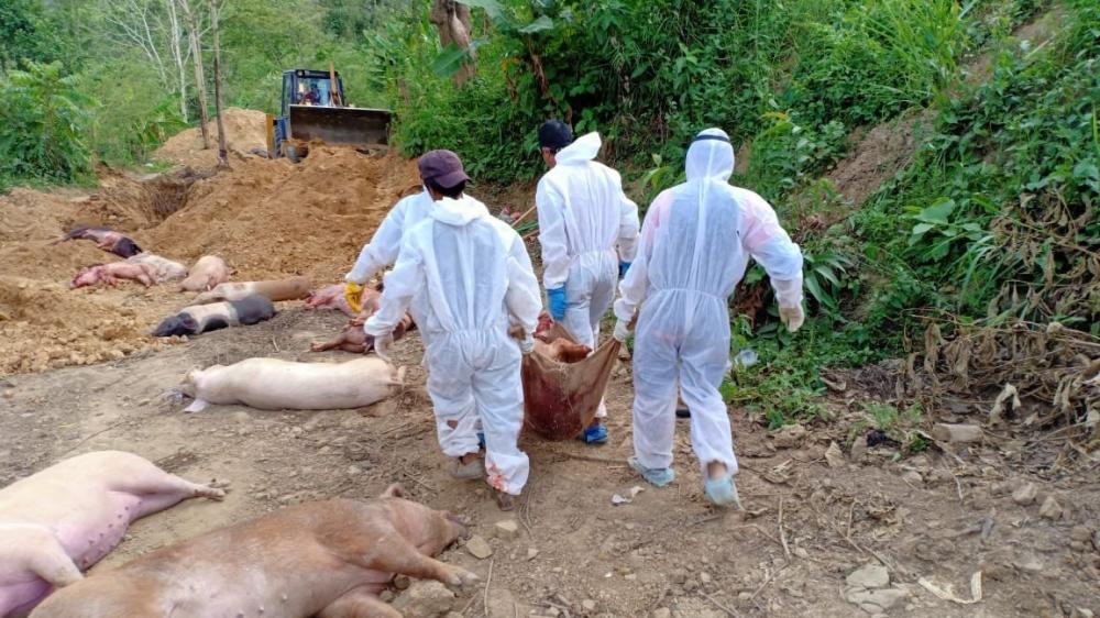The Weekend Leader - Over 10,600 pigs die of African Swine Fever in Mizoram