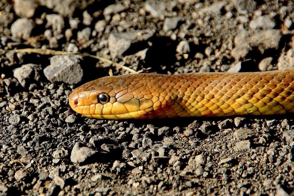 The Weekend Leader - Man bites baby snake in revenge bid, dies