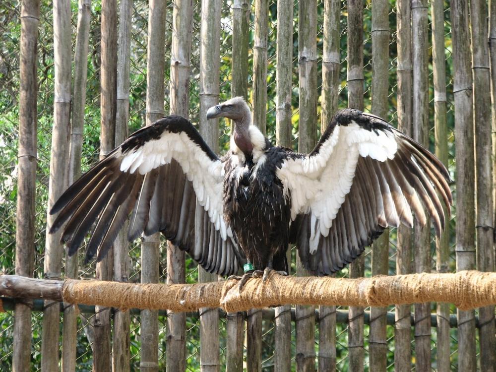 The Weekend Leader - ﻿A first in India: Critically endangered vultures introduced into wild