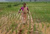 Women in farm