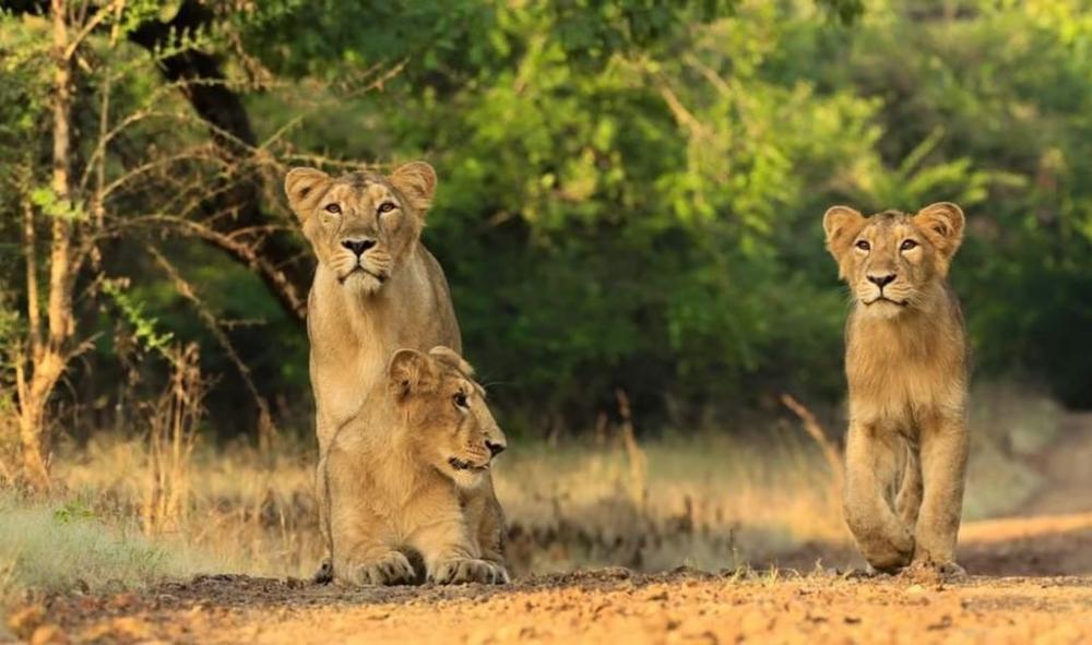 The Weekend Leader - Steady increase in lion population: Modi on World Lion Day