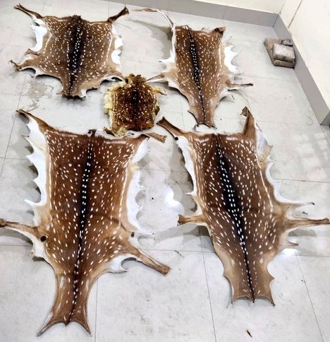 The Weekend Leader - Five deer skins seized, two arrested in Odisha
