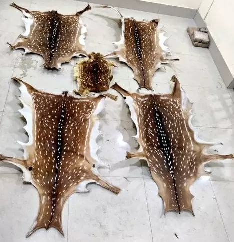 Five deer skins seized, two arrested in Odisha
