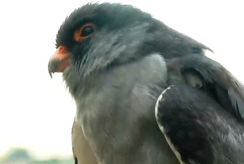 The Weekend Leader - Nagaland to protect world's longest-distance migratory Amur falcons